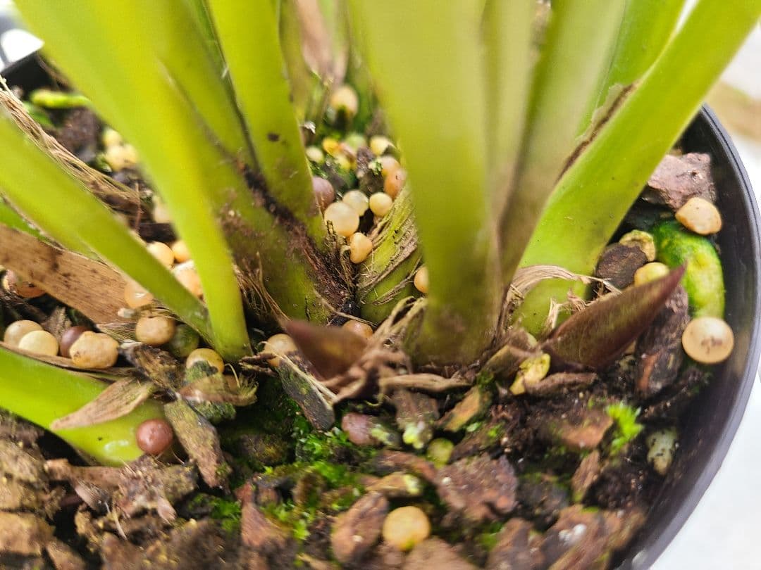 ミスマフェット。花芽合計11個。5鉢セット。蜜蜂誘引蘭。日本蜜蜂