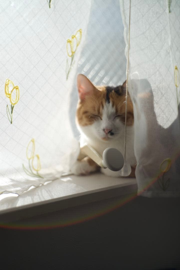 Zeiss Opton Sonnar 50mm f1.5 L39アダプター付き