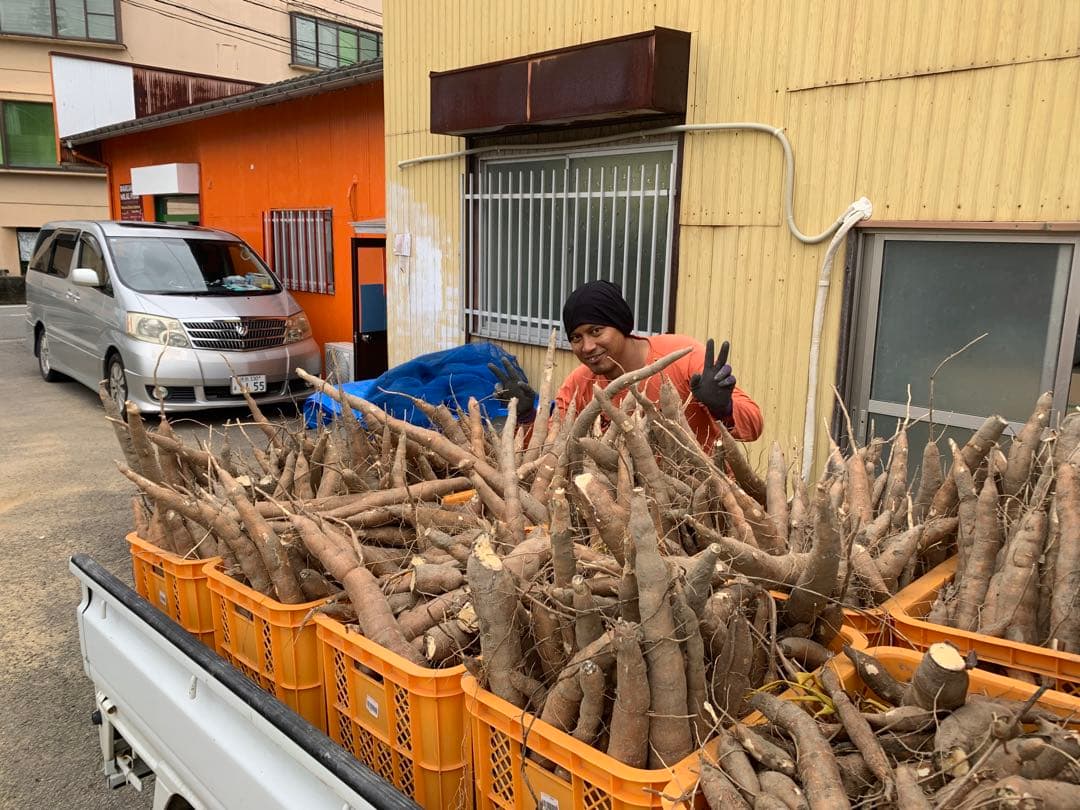 キャッサバ芋 16Kg 新鮮