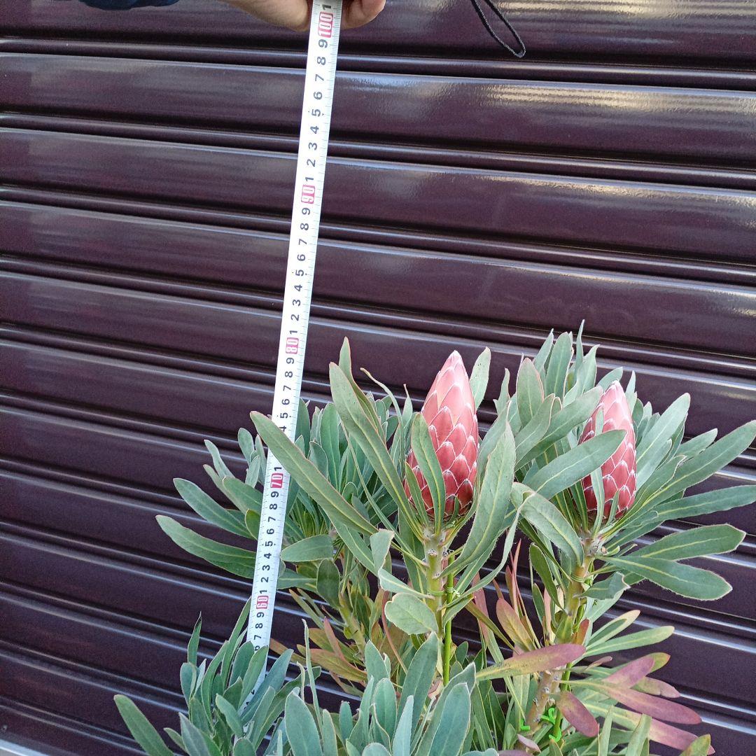 プロテア　ポッサムマジック　7号高さ85ｃｍ　幹太　花蕾2輪