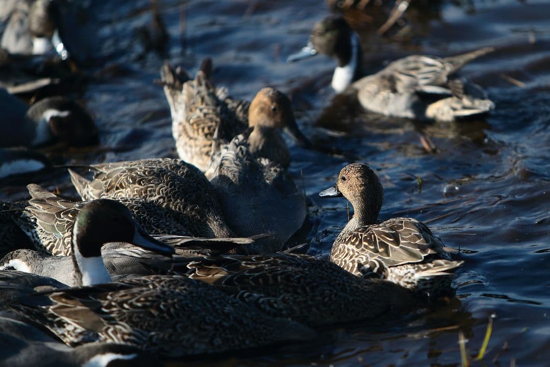 Canon EF 70-200mm f/2.8L IS USM レンズ