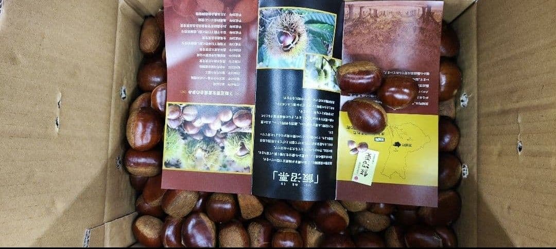 高級　飯沼栗　10キロ　Lサイズ