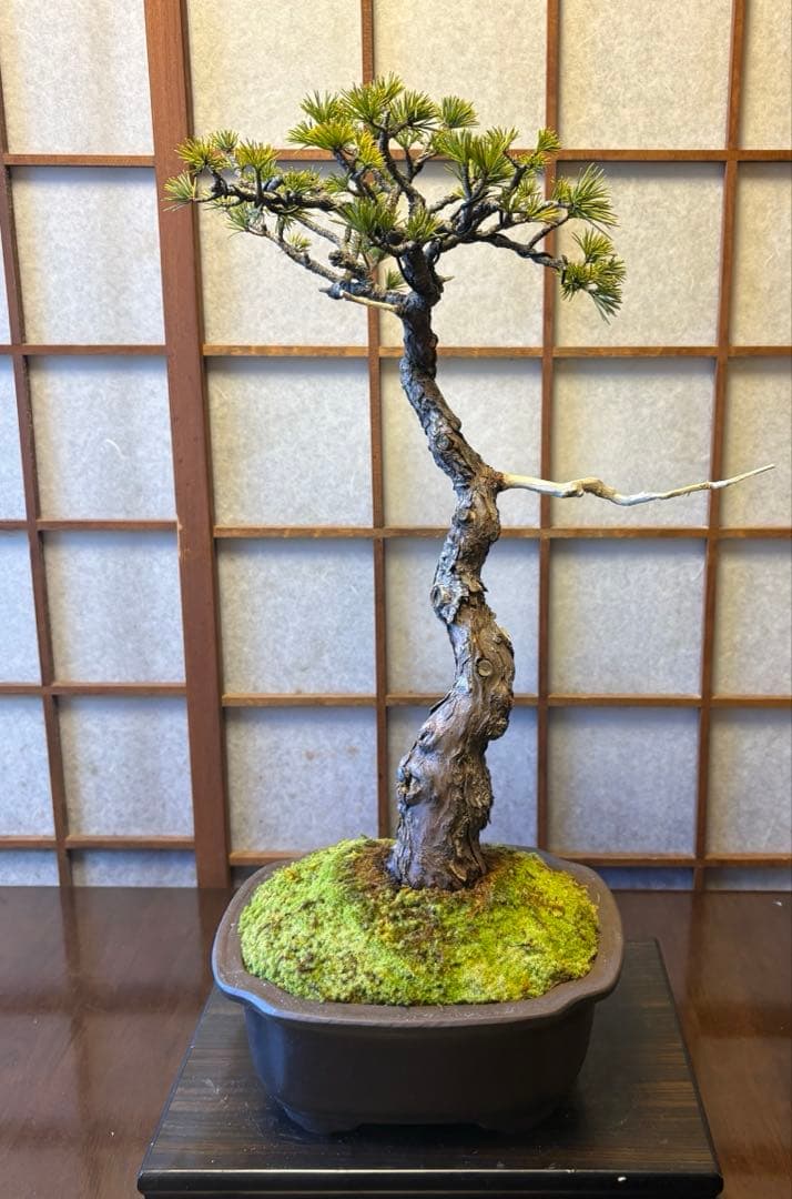 五葉松盆栽❗️ Ysh_sugawara69フォロワー様160人❗️サービス品