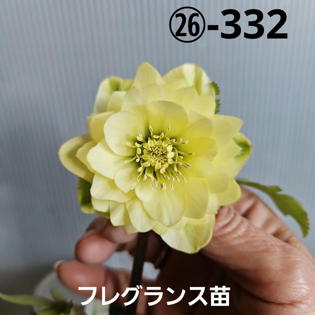 ムック様ご購入苗㉖-332㉖-338クリスマスローズ