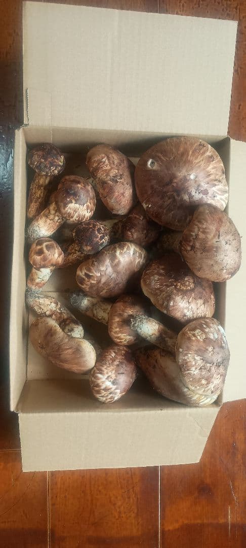 松茸 １㌔　岐阜県産