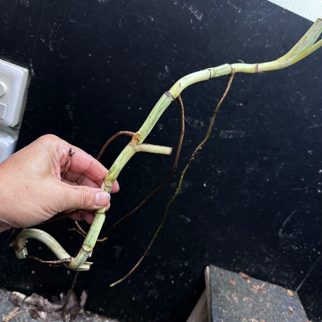 さ**様 斑入りモンステラホワイトタイガー大茎8株おまとめ