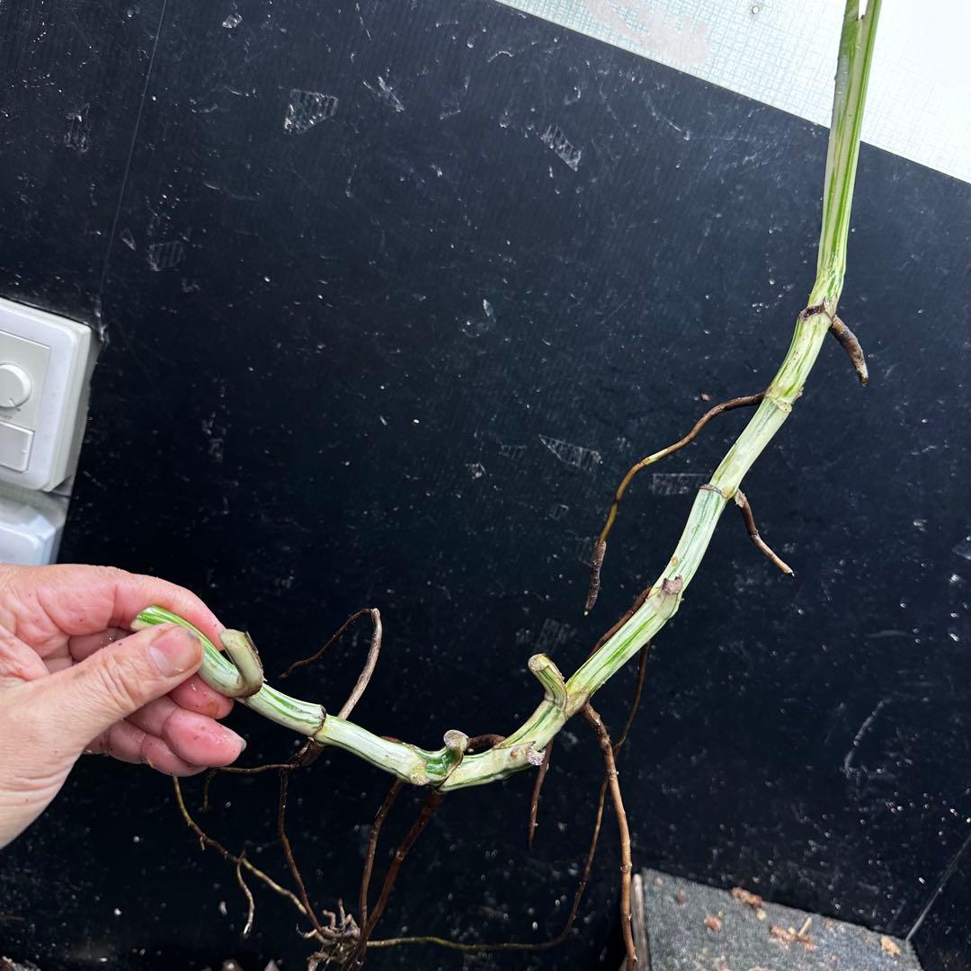 さ**様 斑入りモンステラホワイトタイガー大茎8株おまとめ