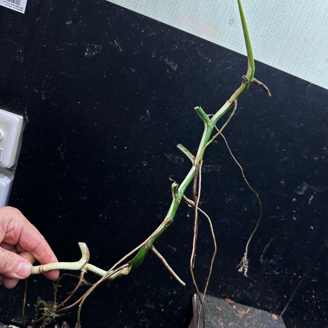 さ**様 斑入りモンステラホワイトタイガー大茎8株おまとめ