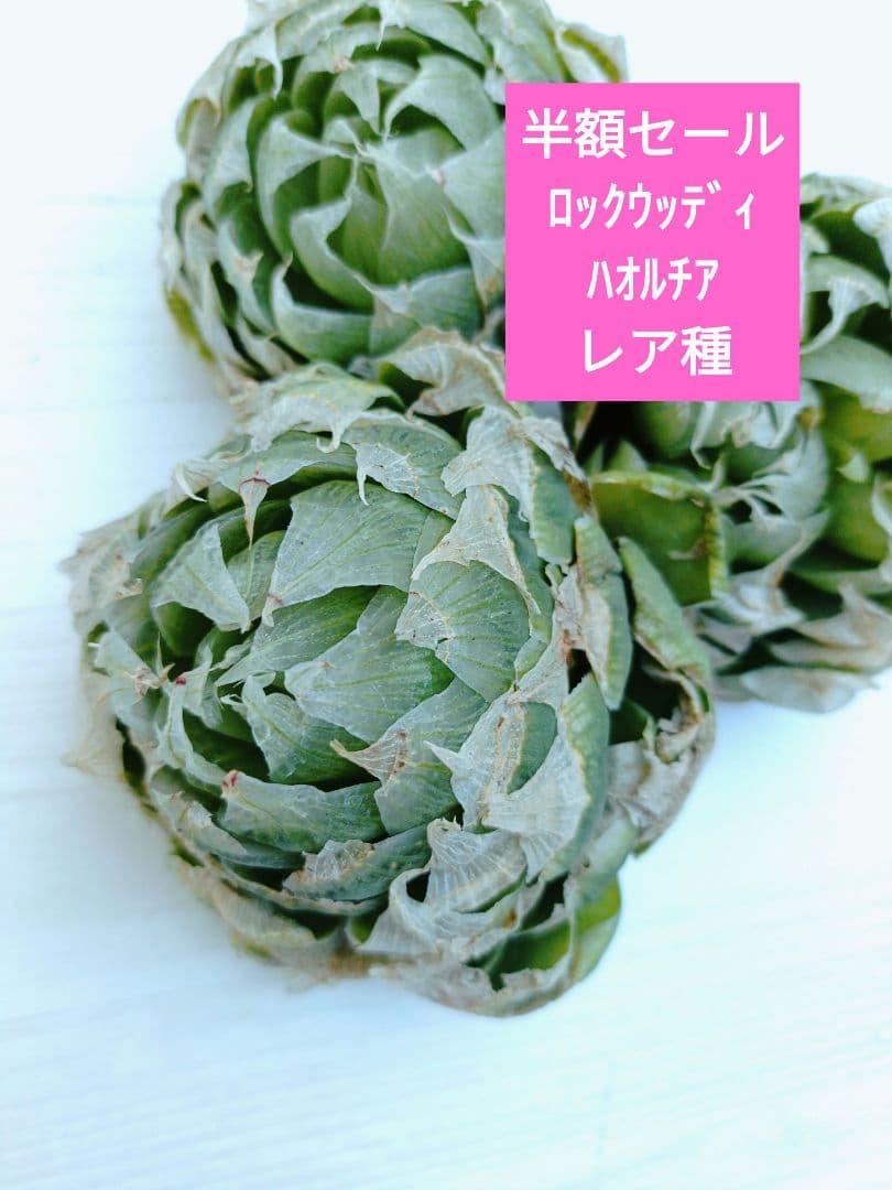 椿様ご検討中　　5苗半額セール傷多め　ロックウッディ　ハオルチア　レア種