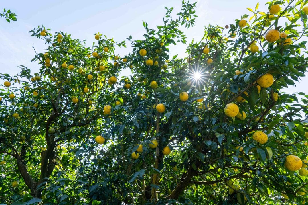 高知県産北川村本柚子約20kg　農薬：栽培期間中不使用【最終締切間近】