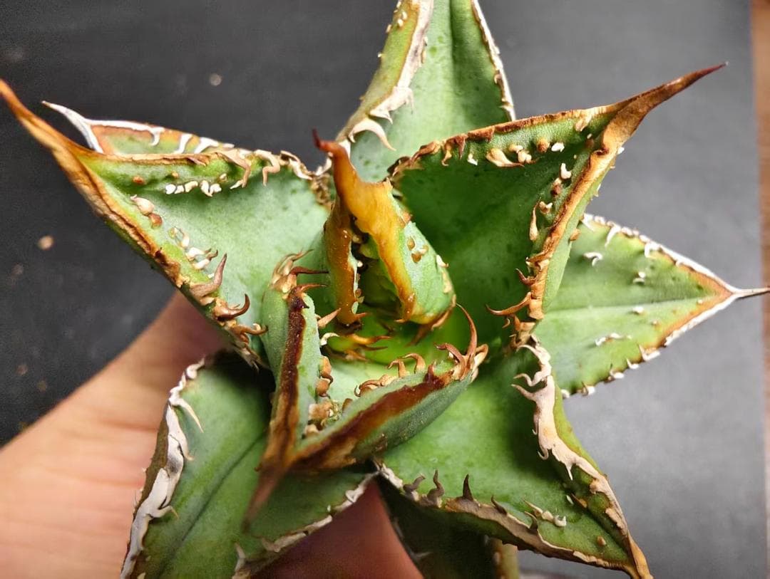 獣*様 アガベ チタノタ 麻花龍 極上強棘 特選美株 ブツブツ コレクシ Liz