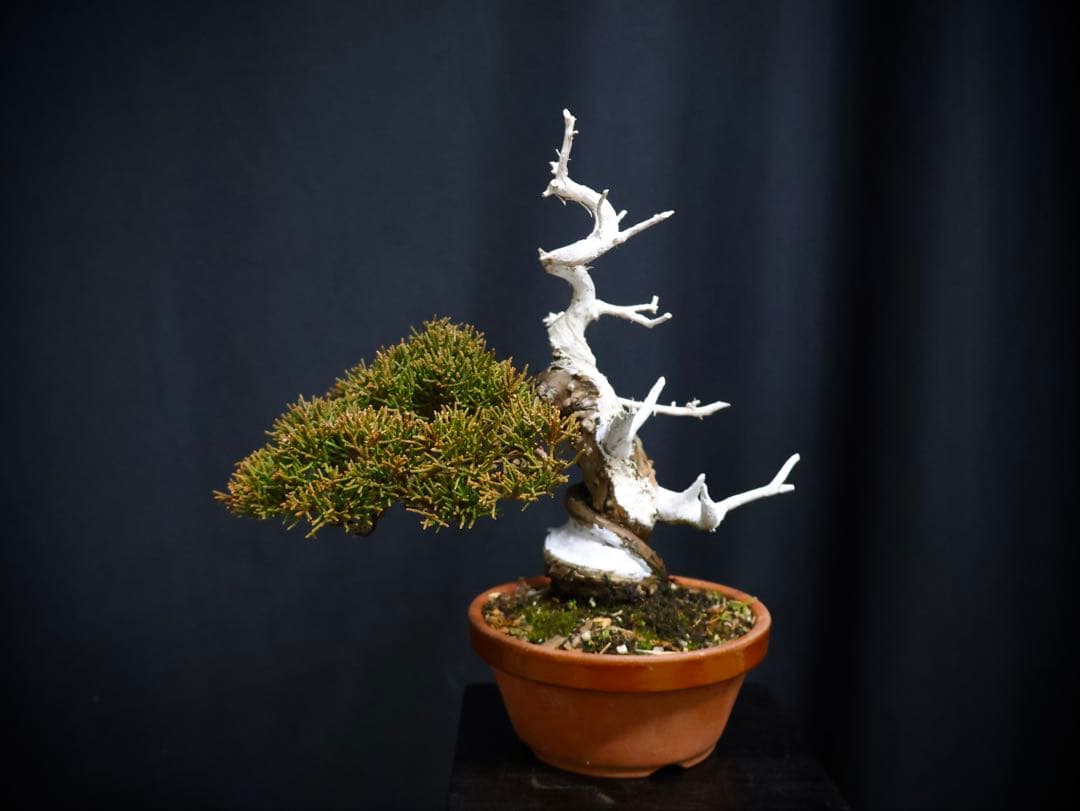 こ*じ様 フォロワー300人記念オークション 糸魚川真柏　太幹　葉性抜群小品盆栽