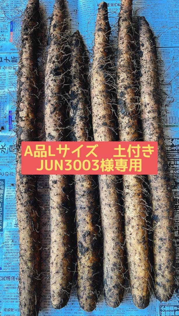 JUN3003 青森県産 秋堀り掘りたて Lサイズ土付き2箱 送料込み