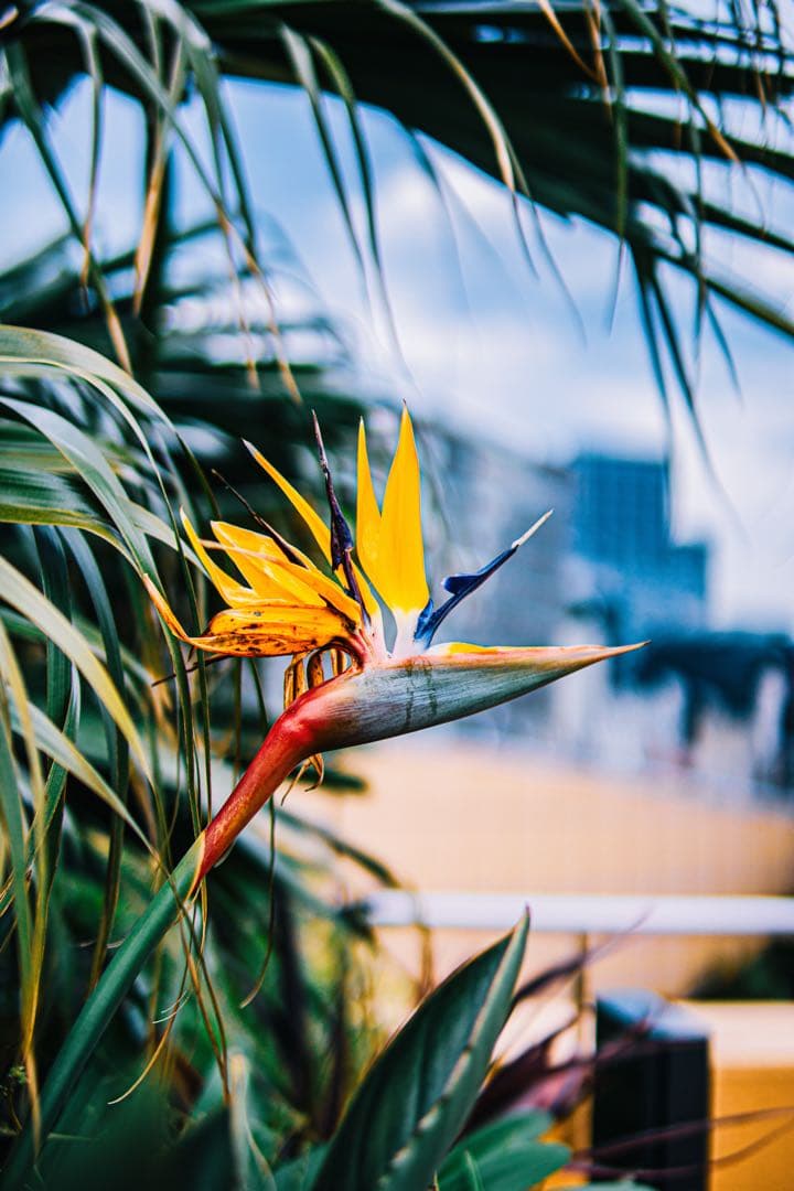 Canon EOS KISSM2 ダブルズームレンズキット　レンズ他3本付き