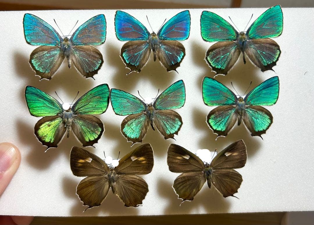 コエポン　標本　展翅済みハヤシミドリシジミ