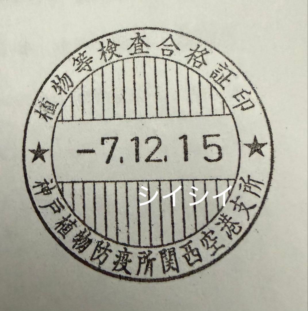 アデニアペチュエリー種子　10個