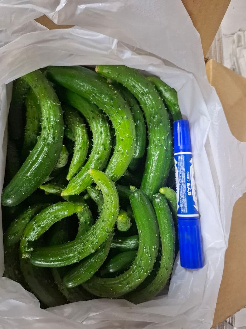 ミニきゅうり　予約