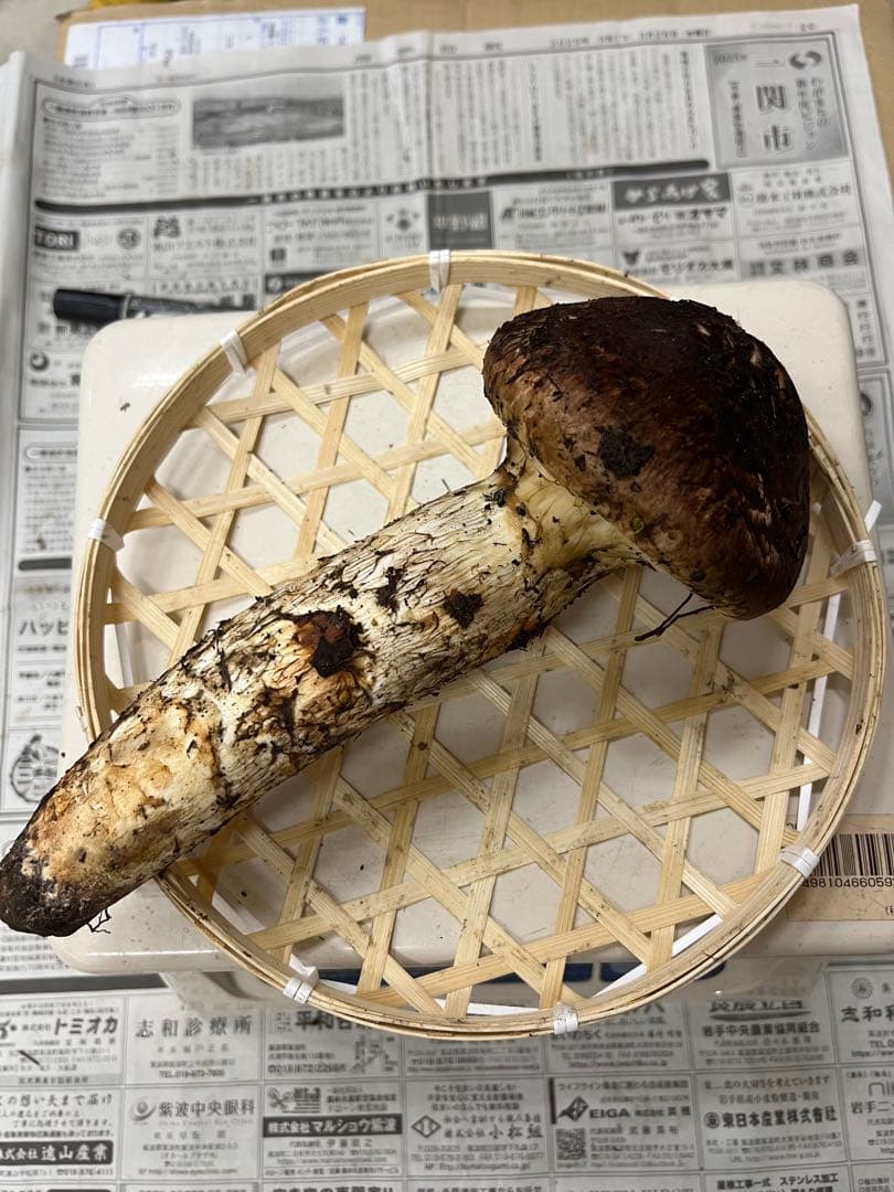 岩手県産松茸　大蕾