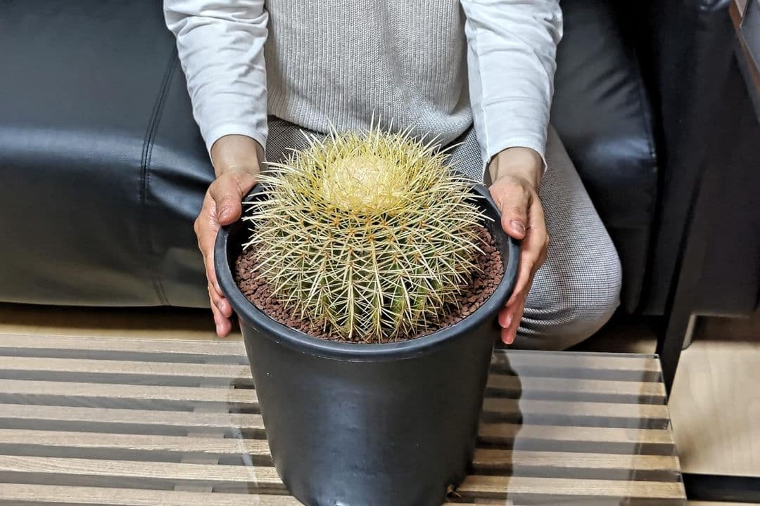 ｔ金鯱 サボテン キンシャチ 8号 ロックガーデン 逸品 エキノカクタス