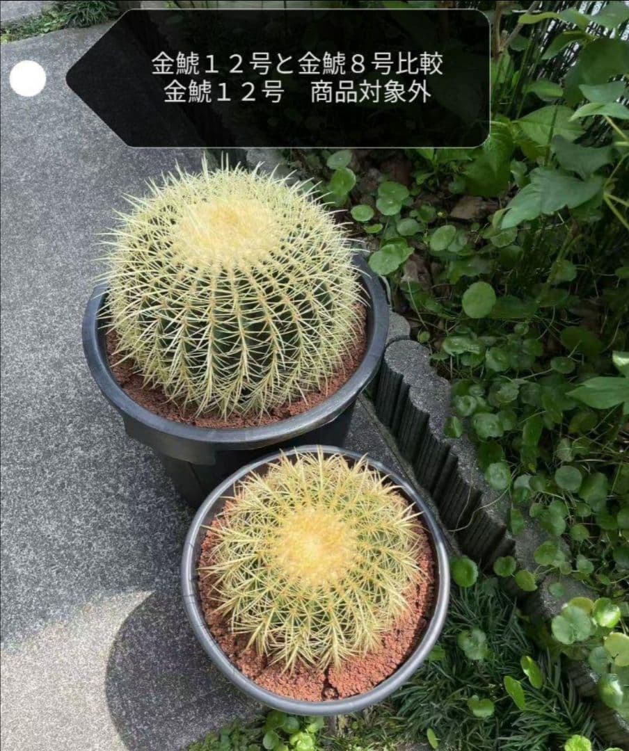 ｔ金鯱 サボテン キンシャチ 8号 ロックガーデン 逸品 エキノカクタス