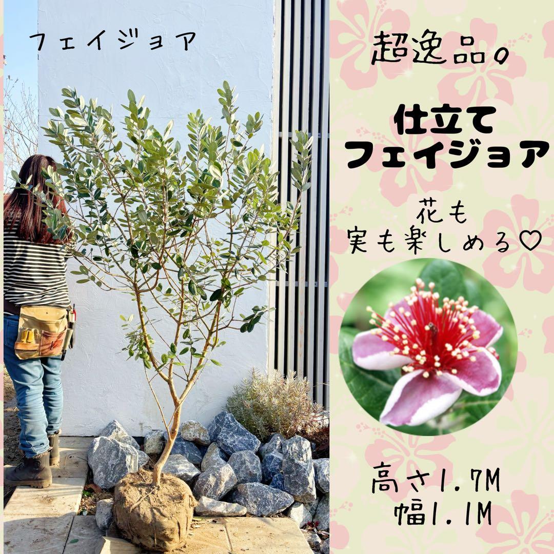 超美形。仕立てフェイジョア1.7M(鉢底から)