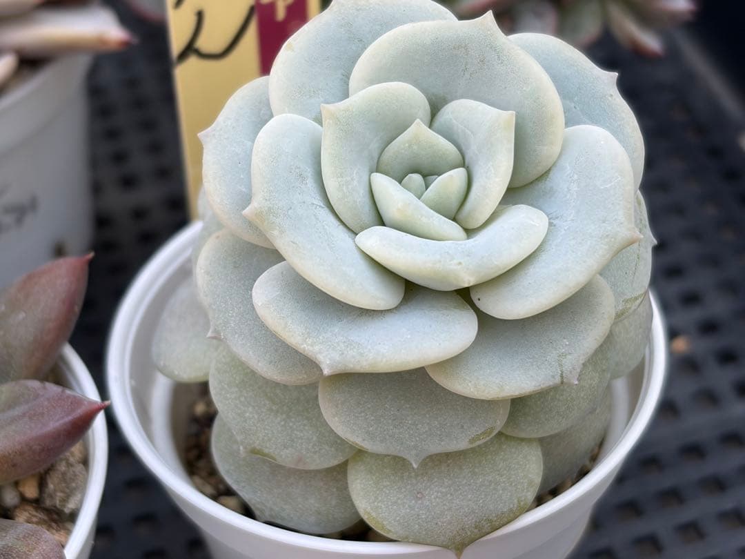 おらいさん苗12個セット　そわそわオマケで13苗ミックスベリア　エケベリア多肉