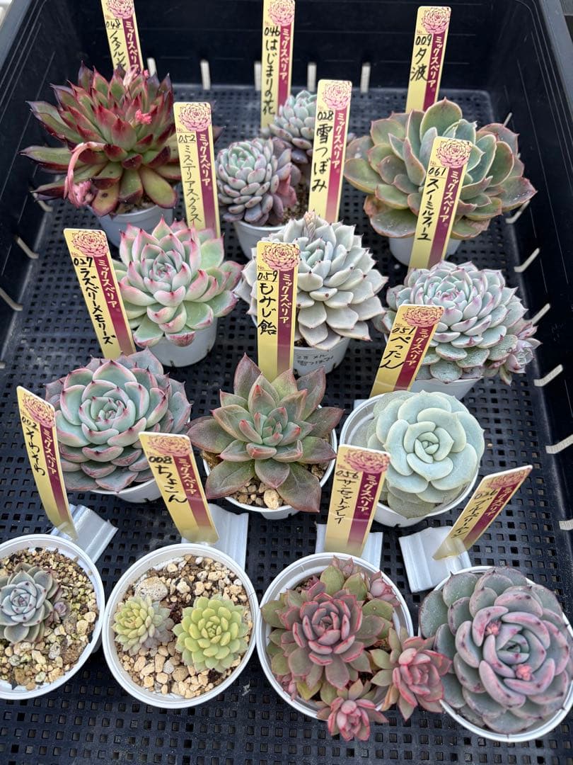 おらいさん苗12個セット　そわそわオマケで13苗ミックスベリア　エケベリア多肉