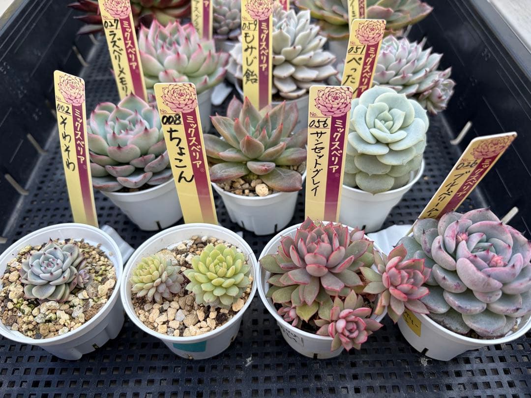 おらいさん苗12個セット　そわそわオマケで13苗ミックスベリア　エケベリア多肉