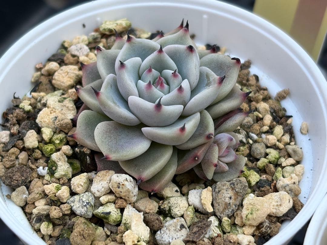 おらいさん苗12個セット　そわそわオマケで13苗ミックスベリア　エケベリア多肉