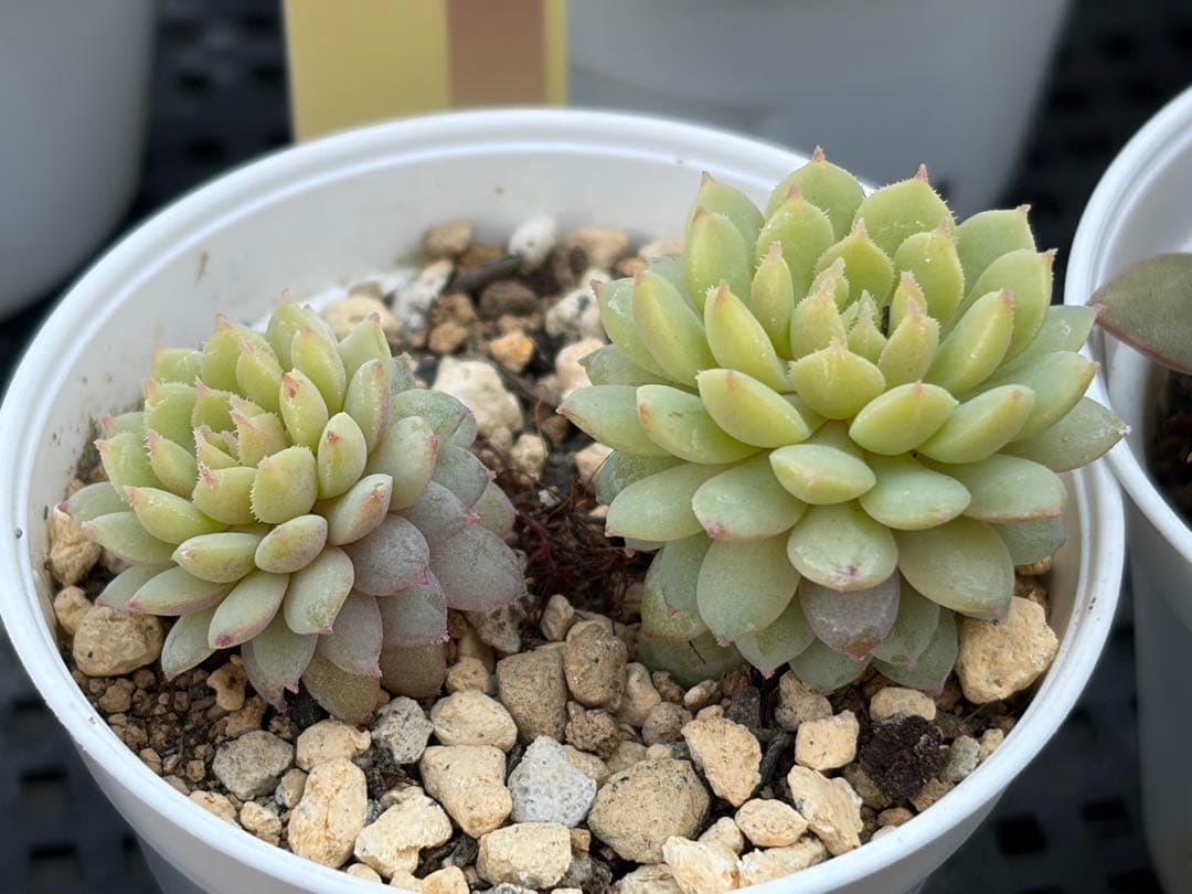 おらいさん苗12個セット　そわそわオマケで13苗ミックスベリア　エケベリア多肉