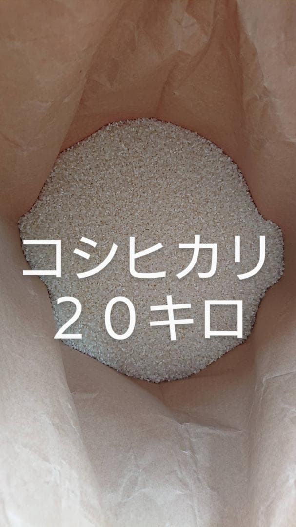 令和７年 コシヒカリ 20kg こしひかり 精米済み 減農薬 お米 米 白米
