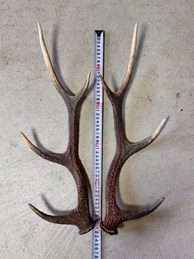 日本鹿の角 7対 (14本) No.6