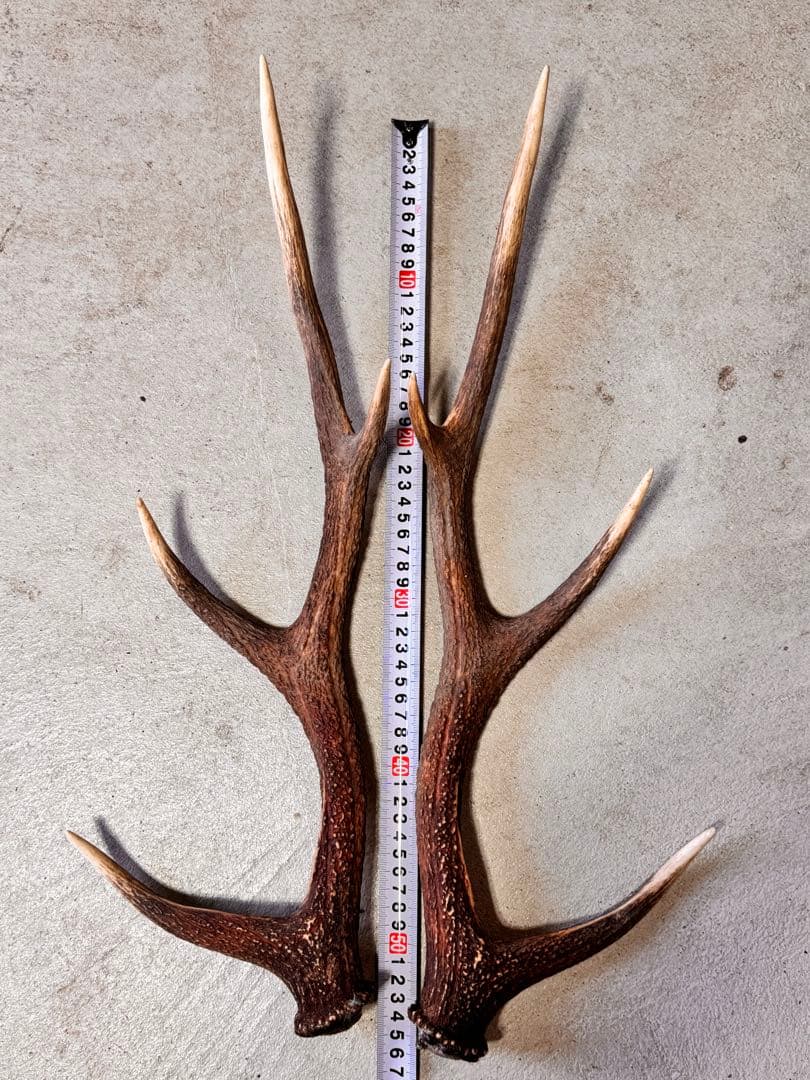 日本鹿の角 7対 (14本) No.6