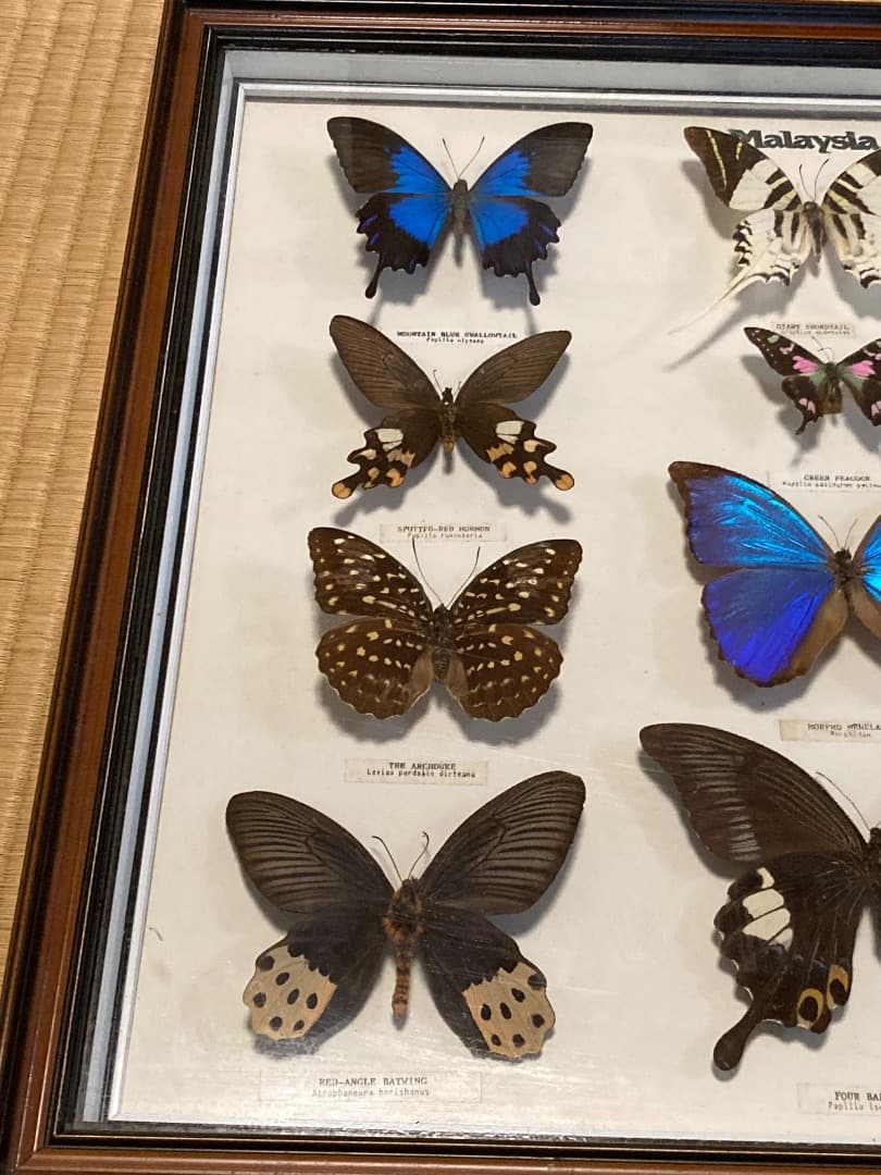 マレーシア 蝶 標本 木製フレーム付き