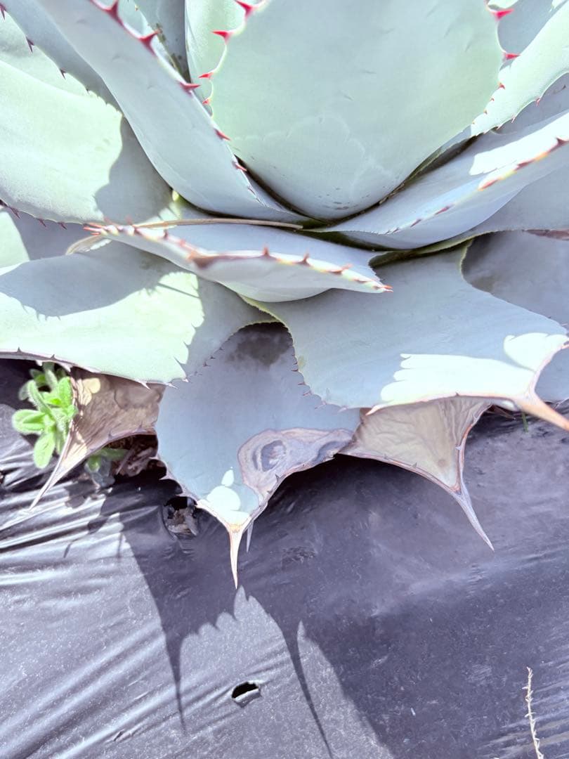 アガベ　吉祥天　子株付き