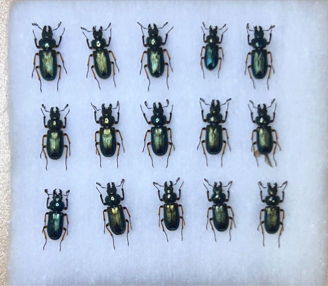 標本　ユキグニコルリクワガタ　15頭