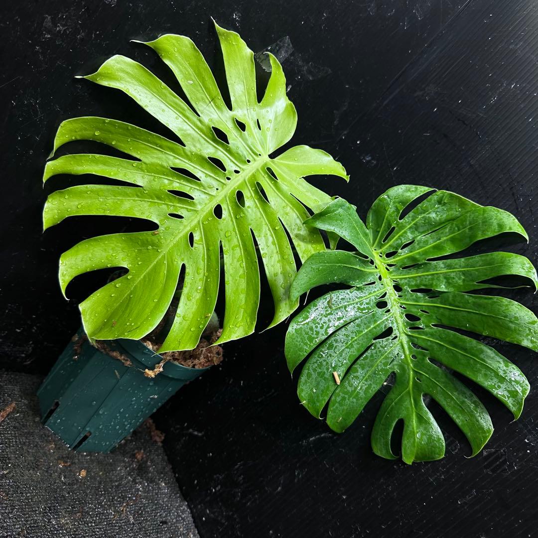 も*ぎ様 モンステラデリシオーサマクロコズム超希少系統鉢植え40㎝