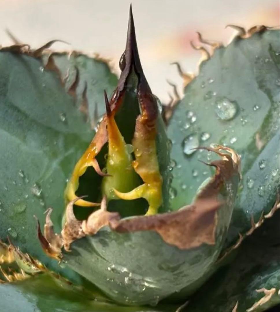 な*ち様 実生 チタノタ 検索)オアハカ スナグル オテロイ アガベ fo-07