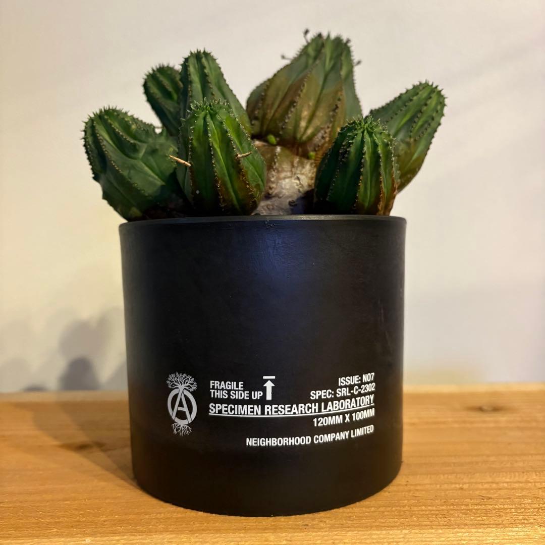 K*u様 ユーフォルビア・オベサ 多頭 SRL 鉢付き neighborhood