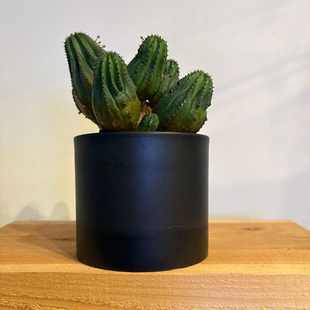 K*u様 ユーフォルビア・オベサ 多頭 SRL 鉢付き neighborhood