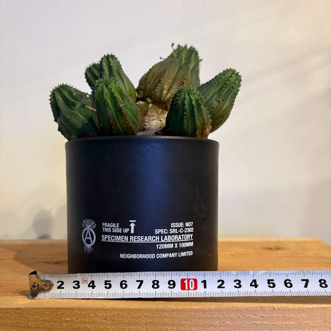 K*u様 ユーフォルビア・オベサ 多頭 SRL 鉢付き neighborhood