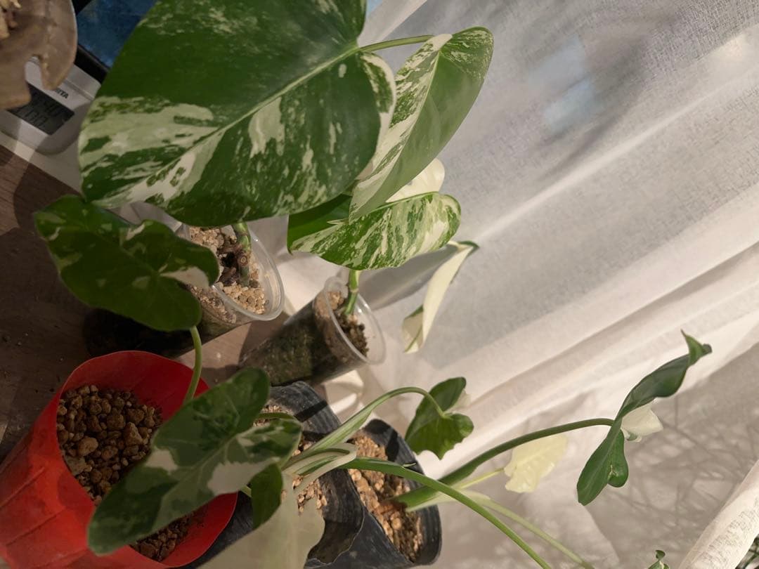 ✨セール品✨斑入りモンステラ・クワズイモ 5点セット