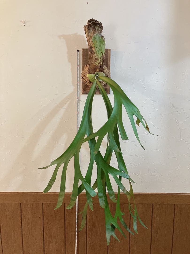 特大ビカクシダ　ウィリンキーwild\"east java\" コウモリラン