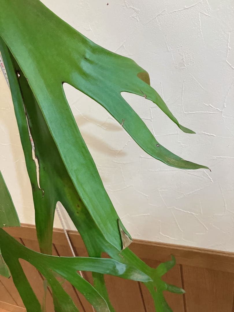 特大ビカクシダ　ウィリンキーwild\"east java\" コウモリラン