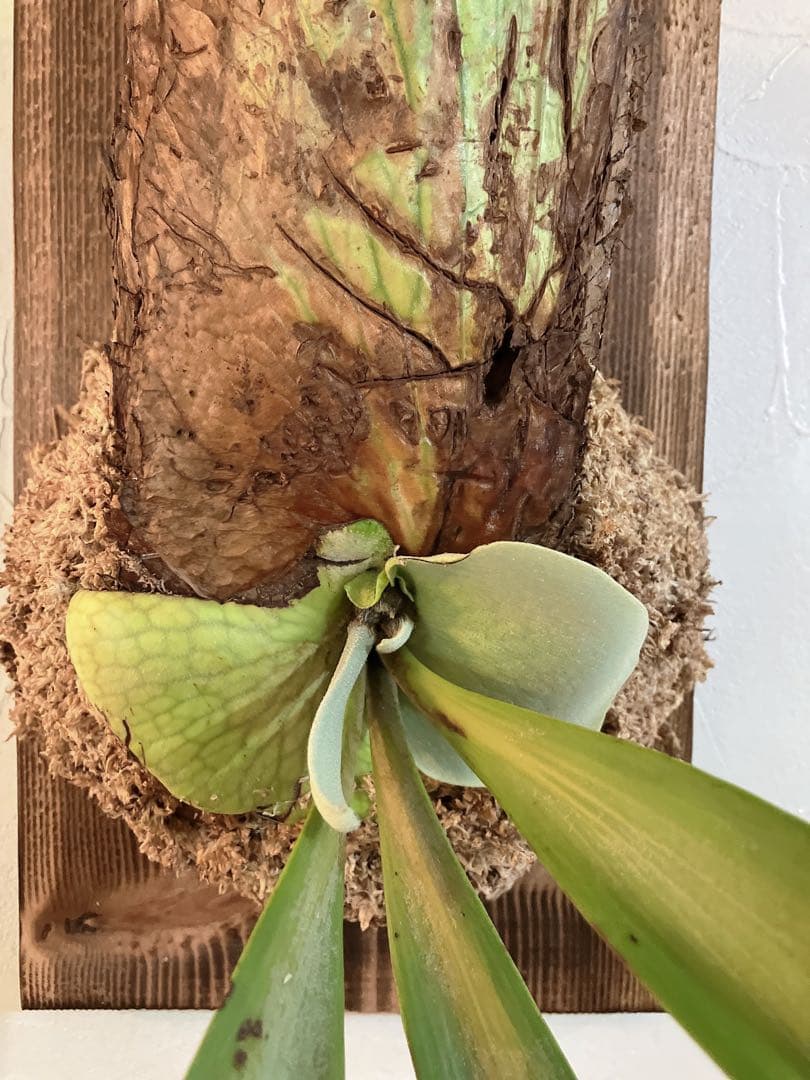 特大ビカクシダ　ウィリンキーwild\"east java\" コウモリラン