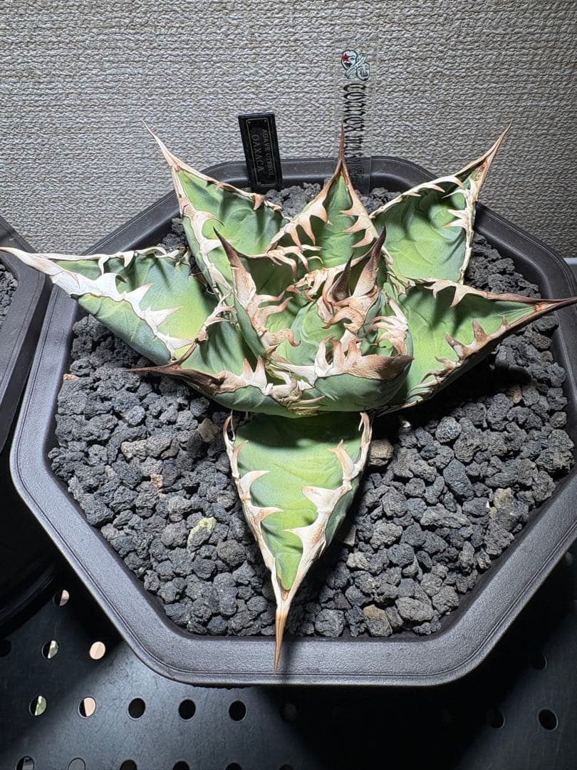 オアハカ　アガベ　現地