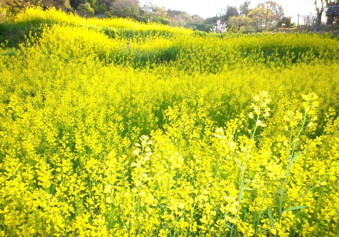 安心の日本みつばち 芳醇糖度80・81％ 優良品 非加熱 春はちみつ1,100ｇ