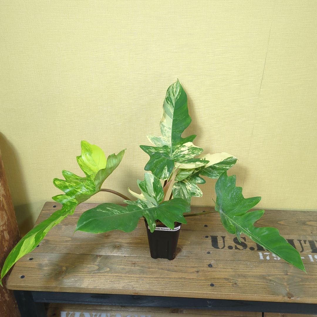A*S様 Philodendron Florida Beauty x mayoi