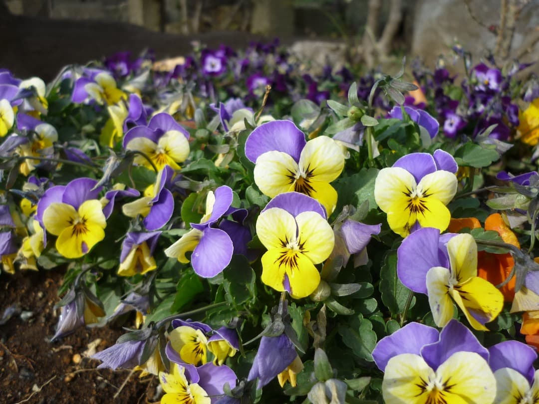 追加あり⭕️【動作確認済み】Panasonic LUMIX DMC-FS6 ピンク