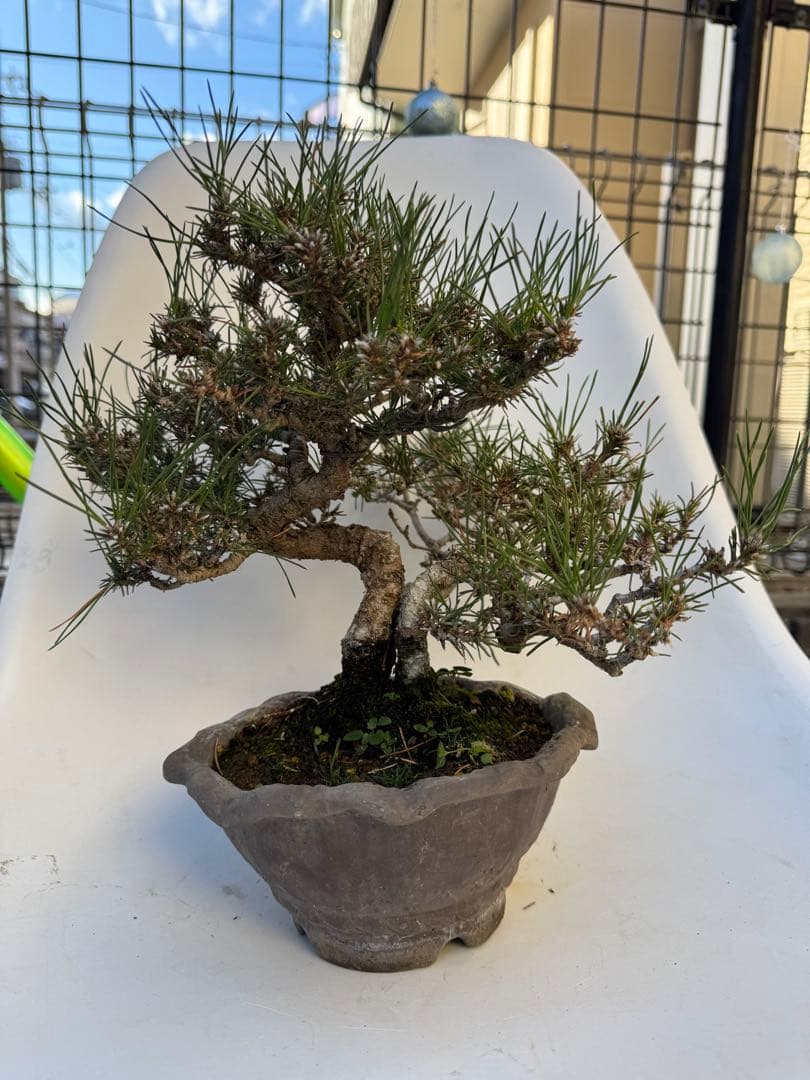 ほぼ毎日値下げ‼️三河黒松　樹齢20年以上　寄せ植え